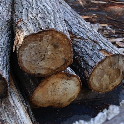 Vassoio dalla Foresta di Tokyo (M)